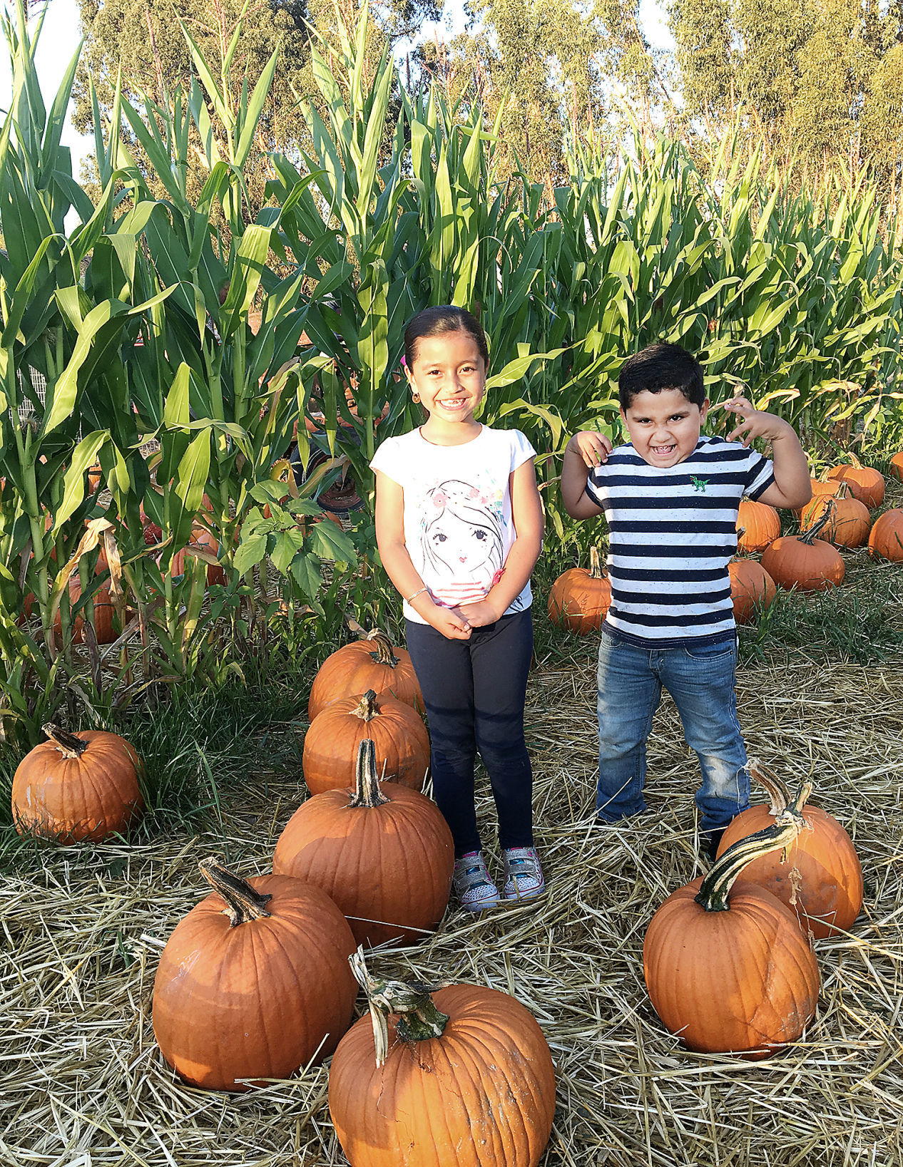 Pumpkin Patch